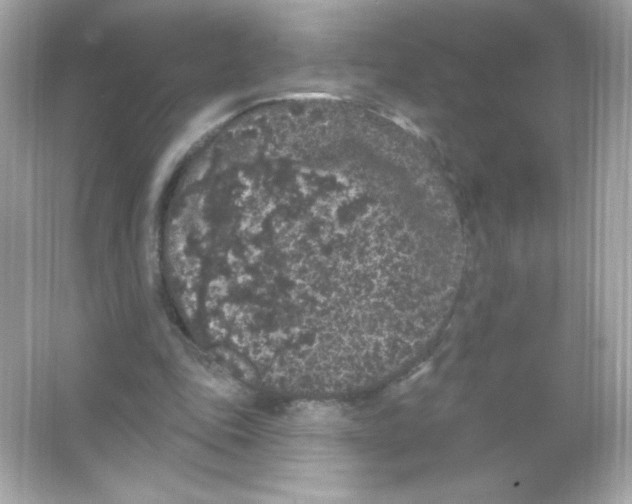 X0000065260343200603172236