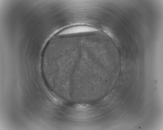 X0000065260346200603172236