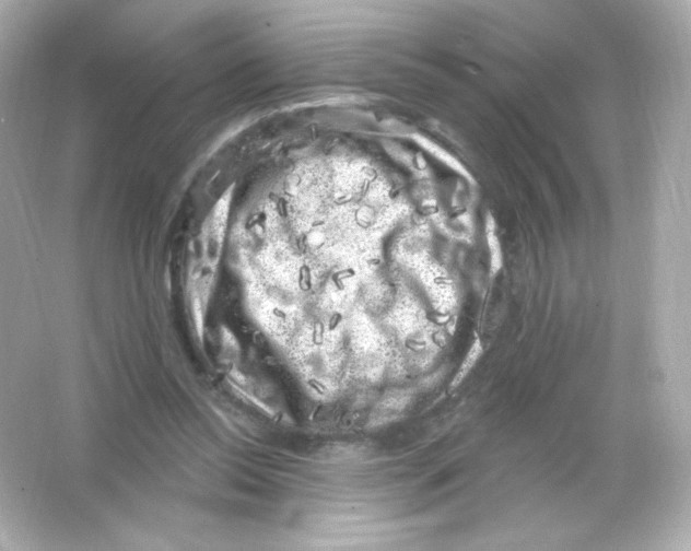 X0000065260350200603172236