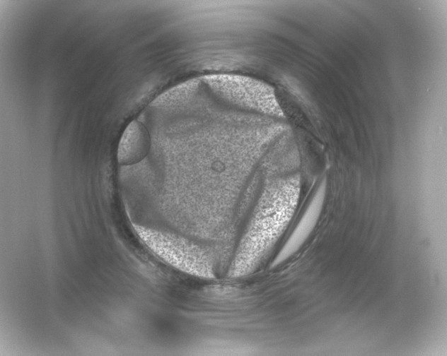 X0000065260354200603172236