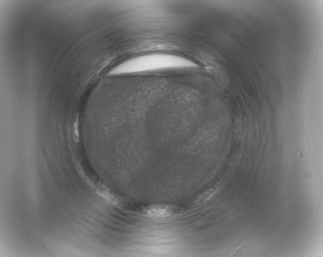 X0000065260358200603172236