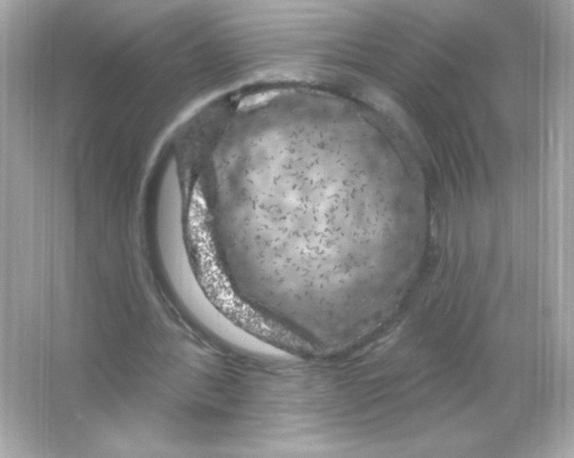 X0000065260388200603172236