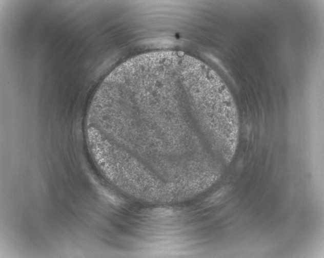 X0000065260394200603172236