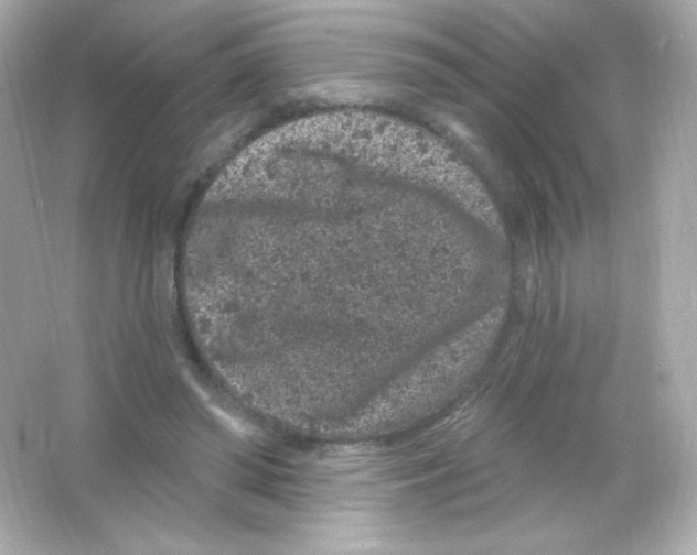 X0000065260398200603172236