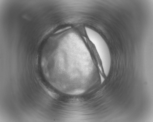 X0000065260404200603172236