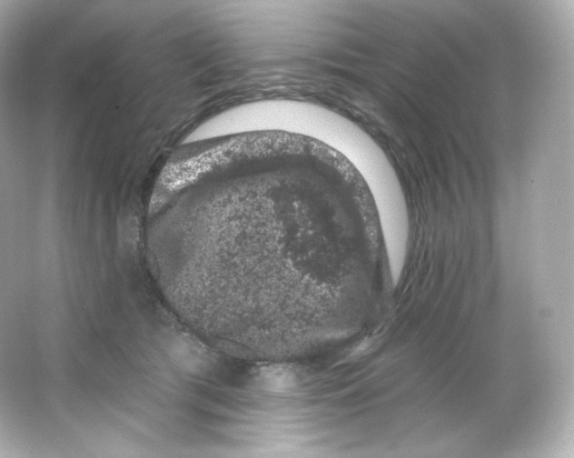 X0000065260417200603172235