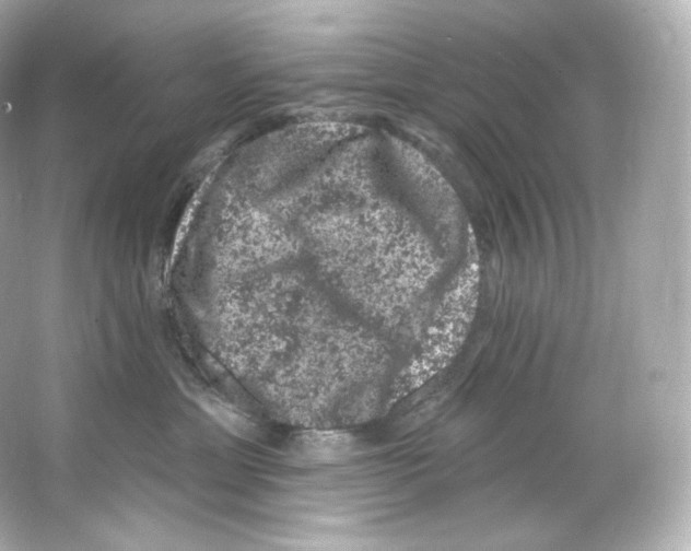 X0000065260429200603172235