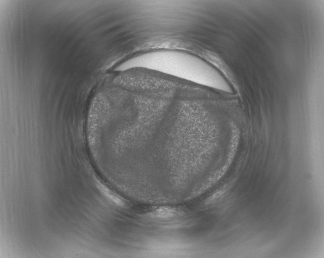 X0000065260441200603172234