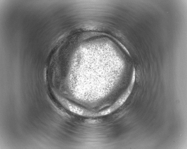 X0000065260454200603172235