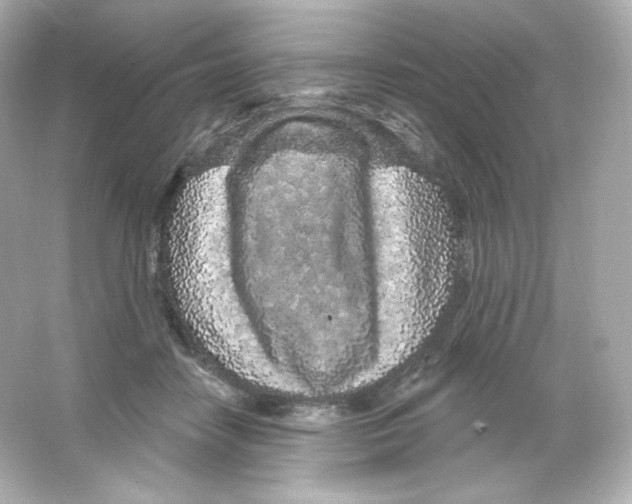 X0000065260458200603172235