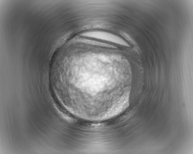 X0000065260493200603172234