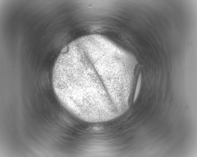 X0000065260506200603172234