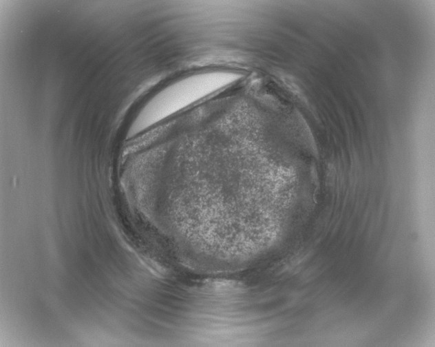 X0000065260539200603172233