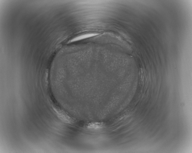 X0000065260550200603172233