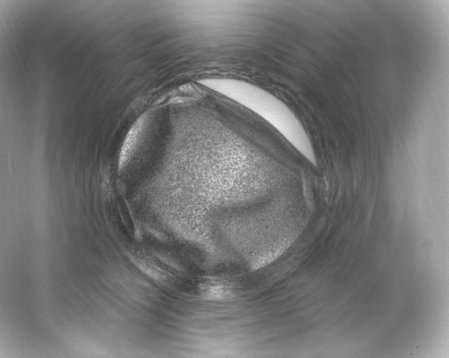 X0000065260564200603172233