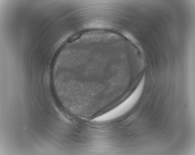 X0000065260580200603172233