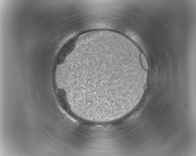 X0000065260625200603172231