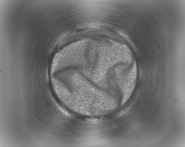 X0000065260633200603172231