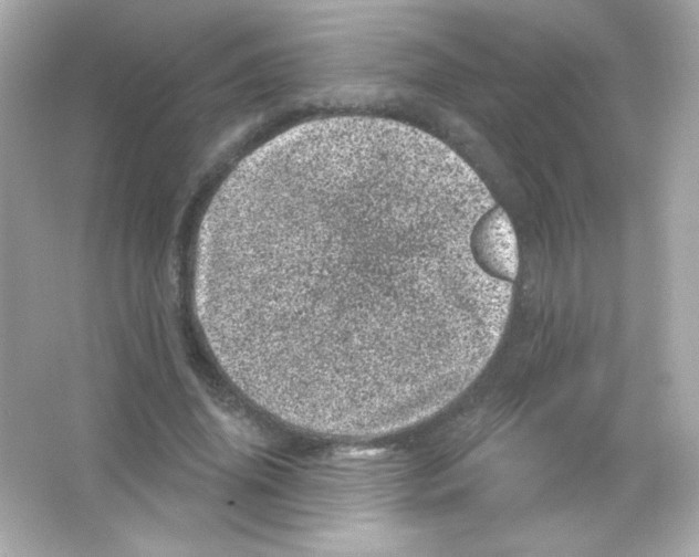 X0000065260636200603172231