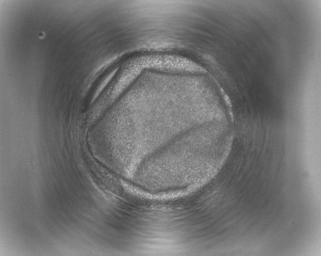 X0000065260640200603172231