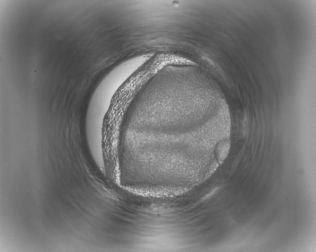 X0000065260641200603172231