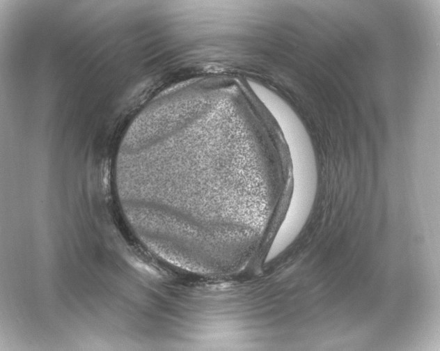 X0000065260646200603172231