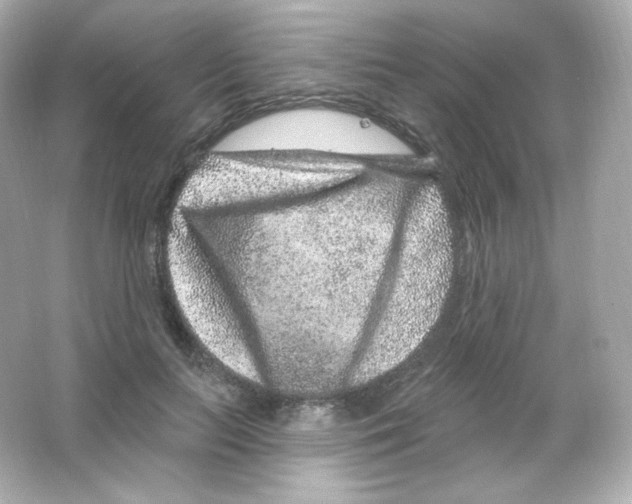 X0000065260647200603172231