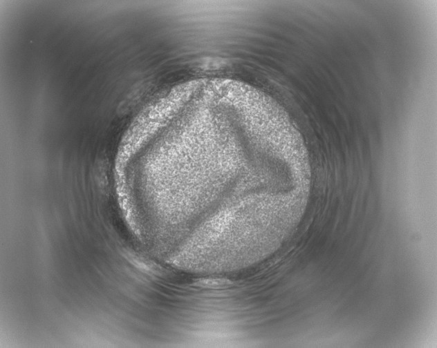 X0000065260654200603172232