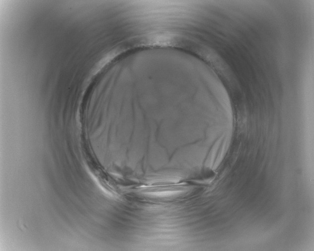 X0000065260674200603172231