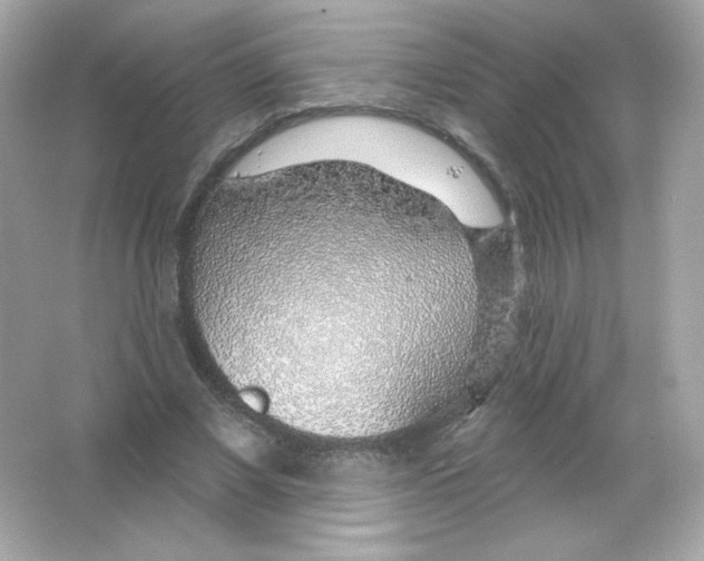 X0000065260685200603172231