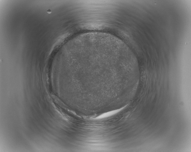 X0000065260688200603172231