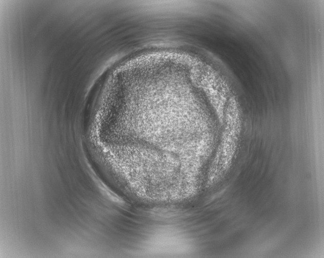 X0000065260725200603172229