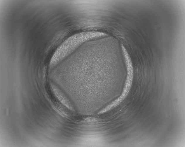 X0000065260742200603172230