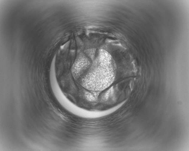 X0000065260750200603172230