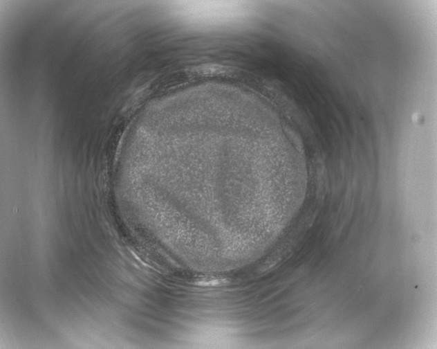 X0000065260760200603172230