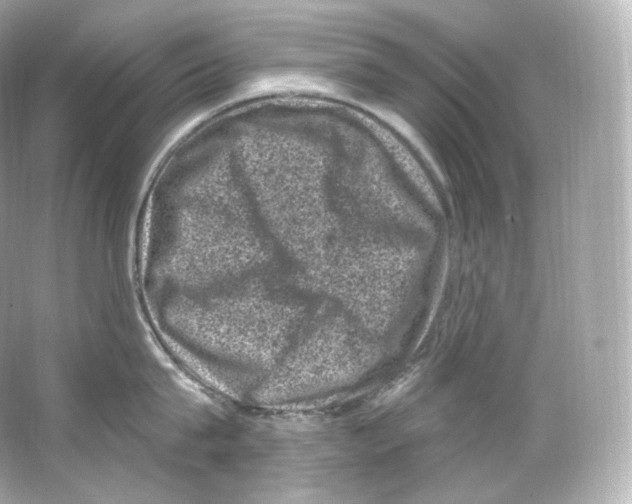 X0000065260815200603172229