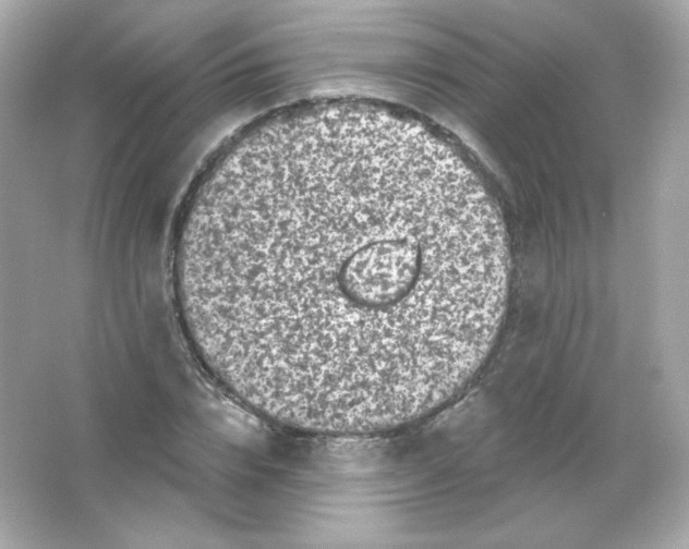 X0000065260832200603172228