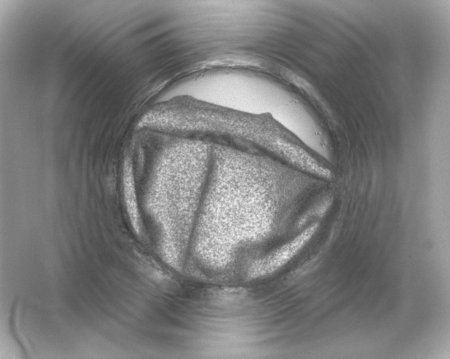 X0000065260833200603172228