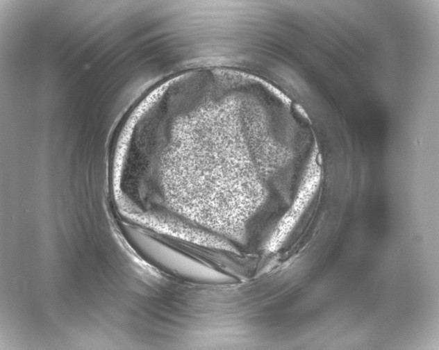 X0000065260844200603172228