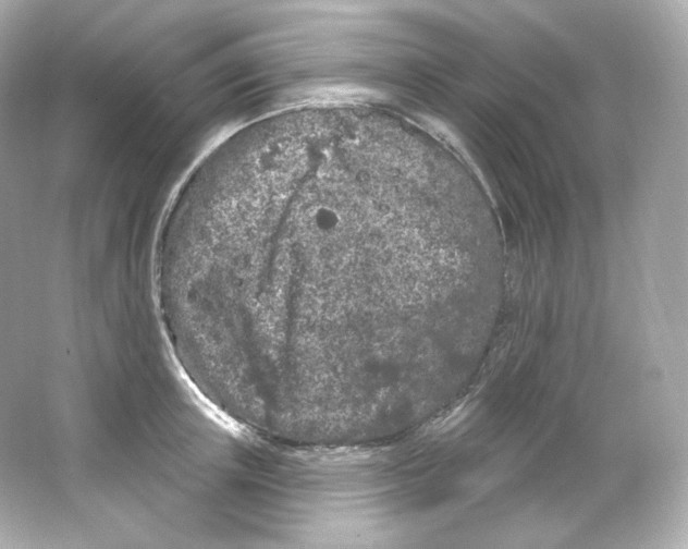 X0000065260851200603172228