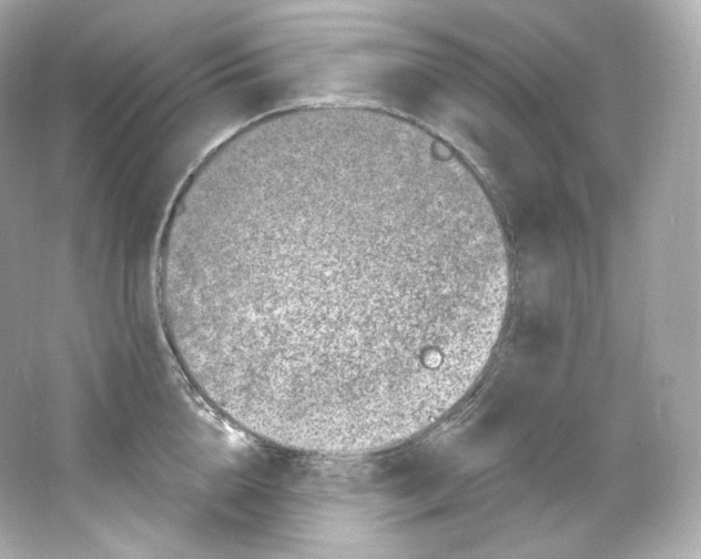 X0000065260856200603172228