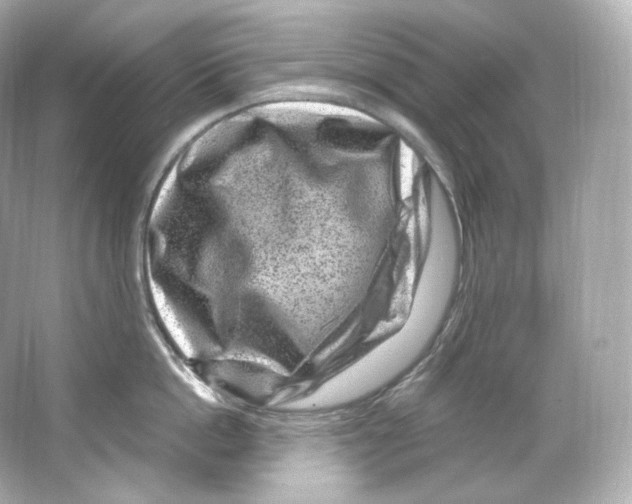 X0000065260862200603172229