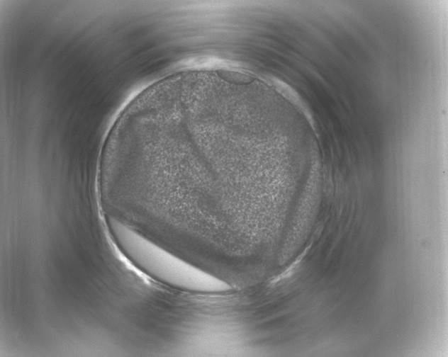 X0000065260863200603172229