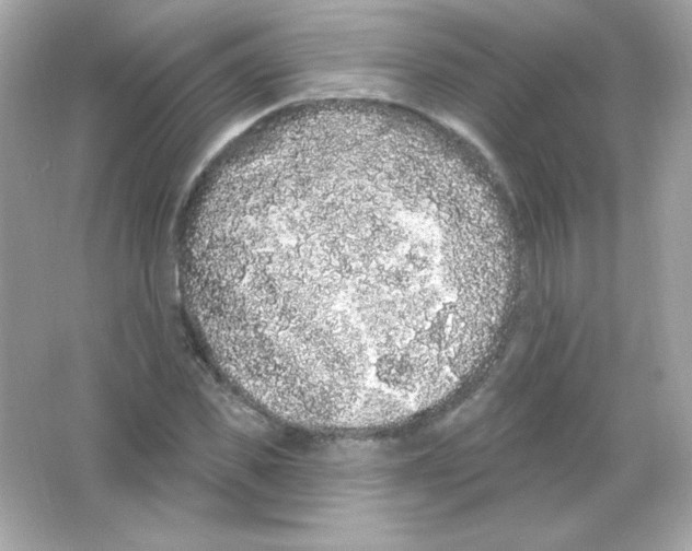 X0000065260925200603172226