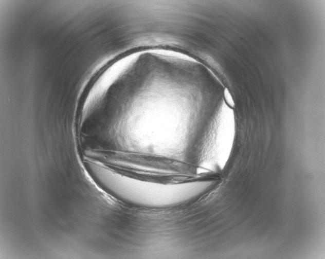 X0000065260943200603172227