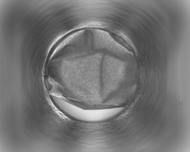 X0000065260944200603172227