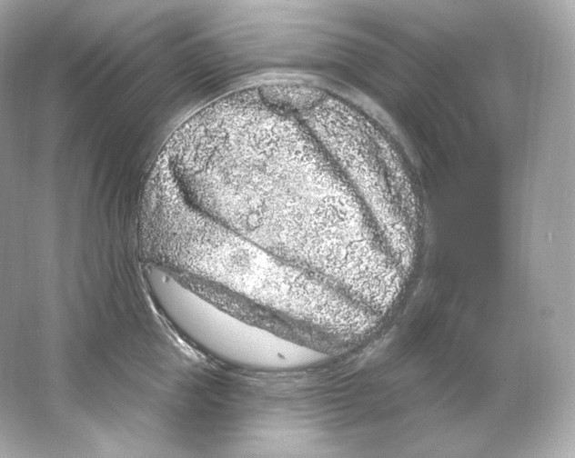 X0000065260953200603172227