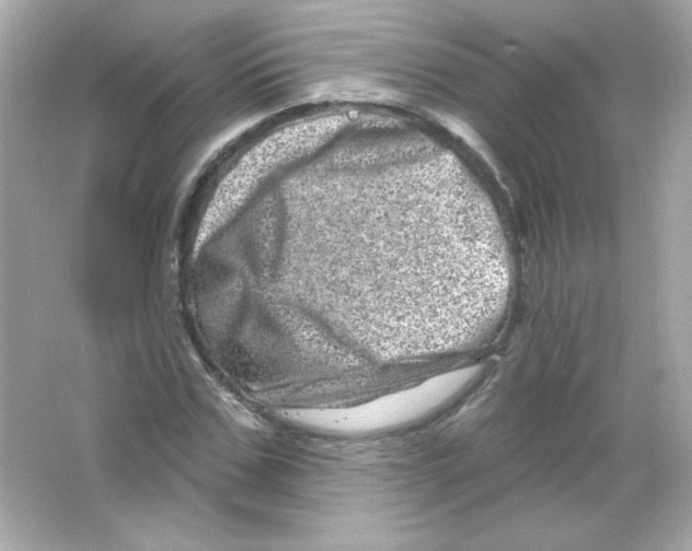 X0000065260971200603172226