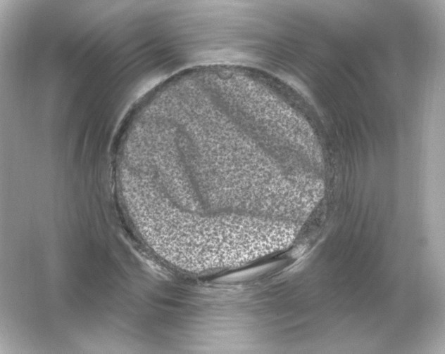 X0000065260974200603172226