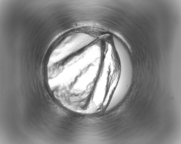 X0000065260983200603172226